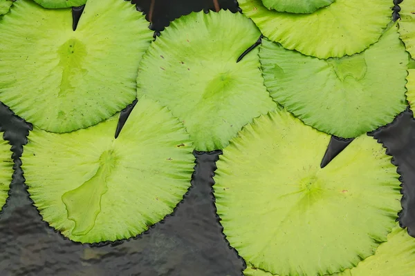 Lotus leaf — ストック写真