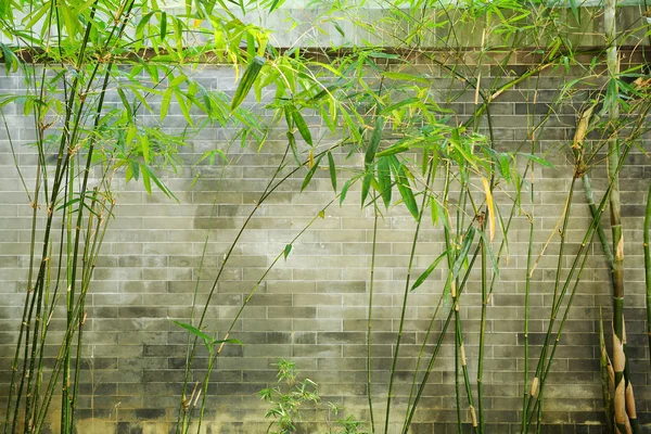 Bamboo and brick wall — Stock Photo, Image