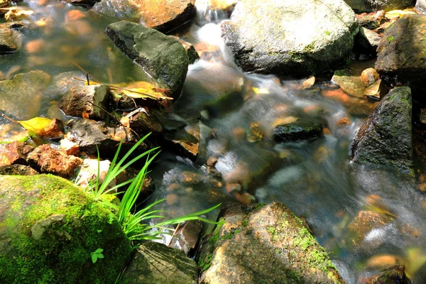 森の水の泉 — ストック写真