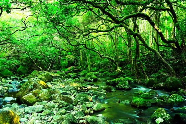 Water spring in forest — Stock Photo, Image