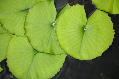 Lotus yaprağı