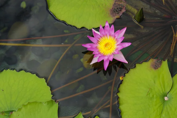 Lotusväxter — Stockfoto