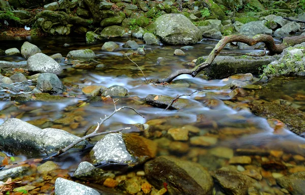 Waterbron in het bos — Stockfoto
