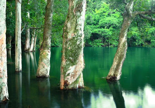 Дерево и вода — стоковое фото