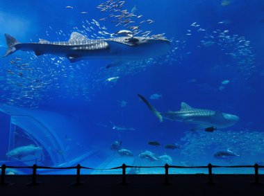 Aquarium tank with whale shark clipart