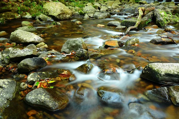 Fresh stream in forest — Stock Photo, Image