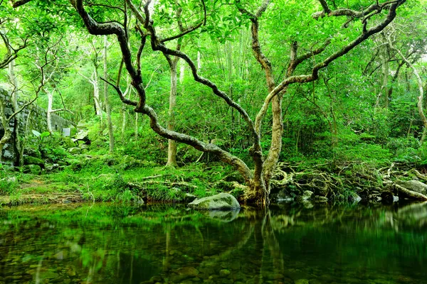 Árvore e água na selva — Fotografia de Stock