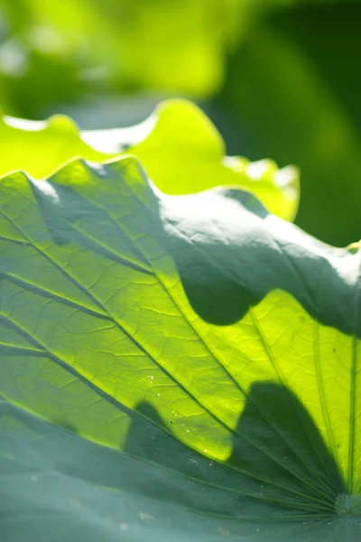 Foglie di loto verde — Foto Stock