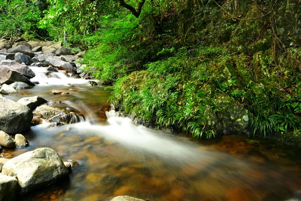 Fresh stream in forest — Stock Photo, Image