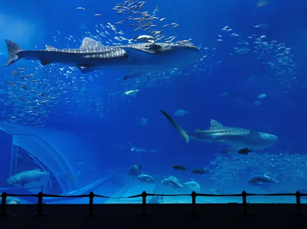 Aquarium tank with whale shark — Stock Photo, Image