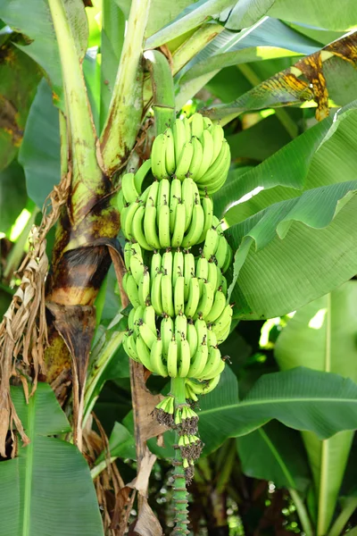 Banana on tree — Stock Photo, Image