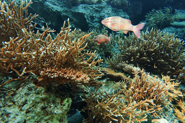 珊瑚集群 — 图库照片