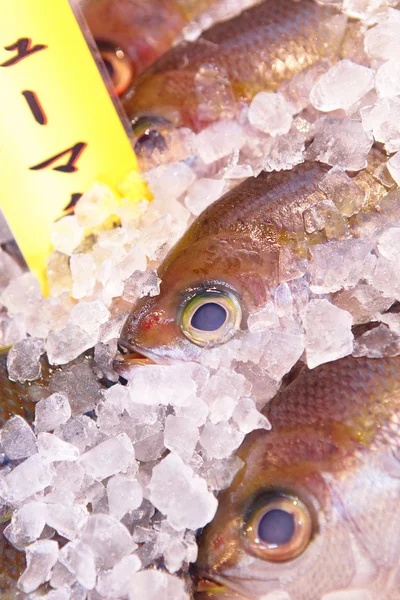 Ryby na prodej v Japonsku rybího trhu — Stock fotografie