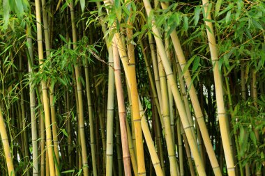 Bambu ormanı