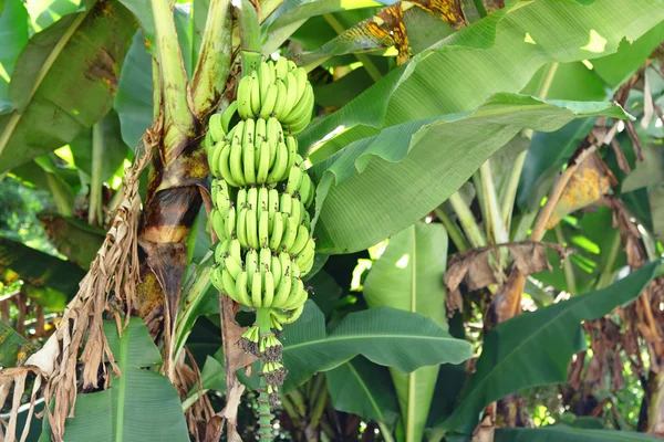 Бананова — стокове фото