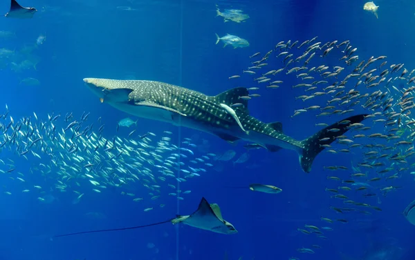 Aquarium tank — Stockfoto