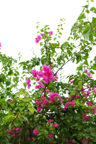 stock image Flower