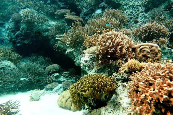 在海中的珊瑚 — 图库照片