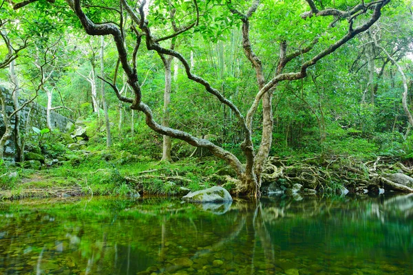 Foresta con acqua e albero — Foto Stock