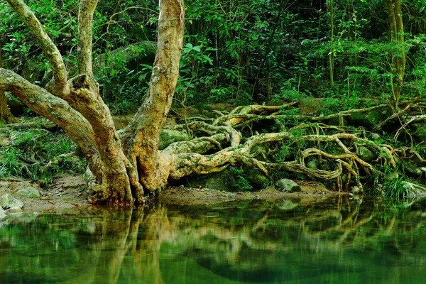 Дождевой лес — стоковое фото