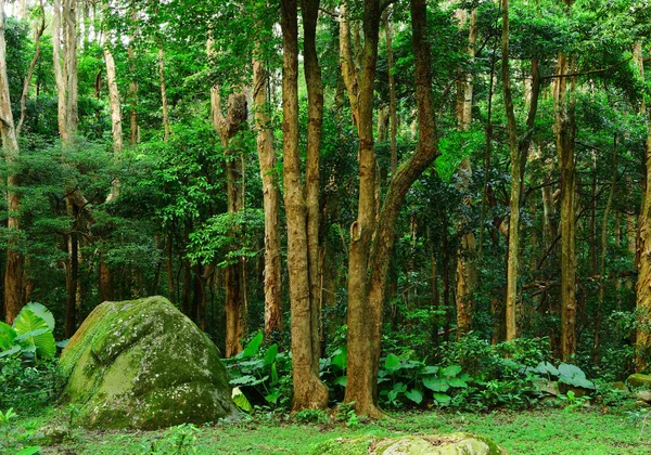 森林背景 — 图库照片
