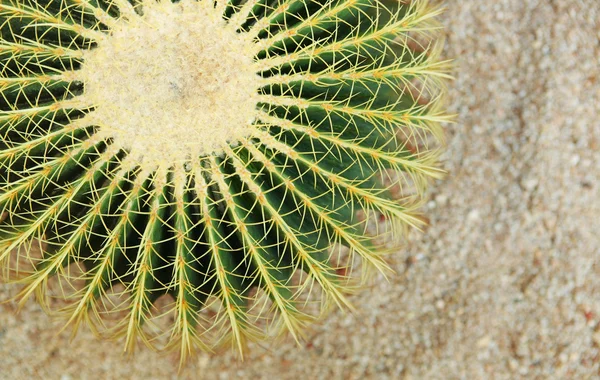 Cactus , echinocactus grusonii, golden barrel cactus — Stock Photo, Image