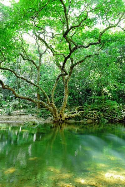 森の木と水 — ストック写真