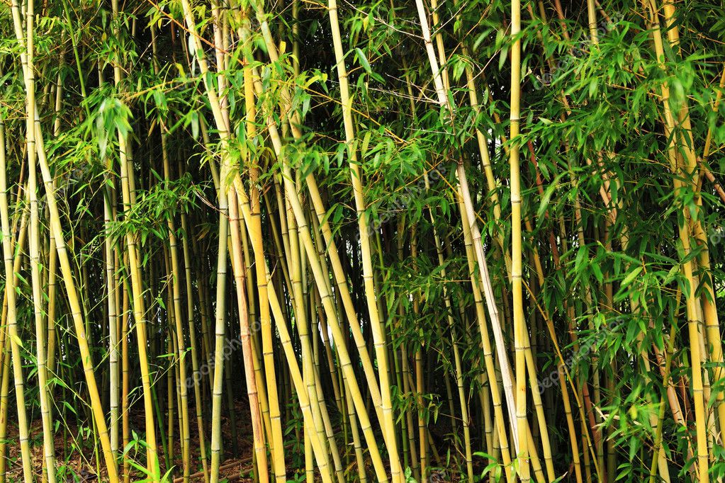 Bamboo forest — Stock Photo © leungchopan #3665496