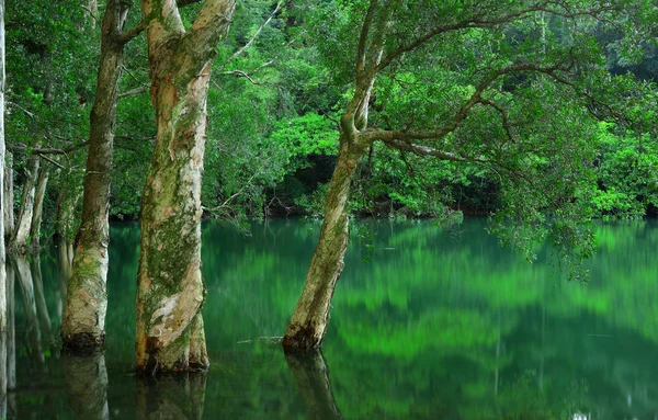 Stock image Tree in water