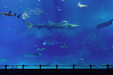 Balina köpekbalığı Okinawa akvaryum