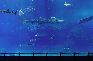 Aquarium with whale shark in Okinawa clipart