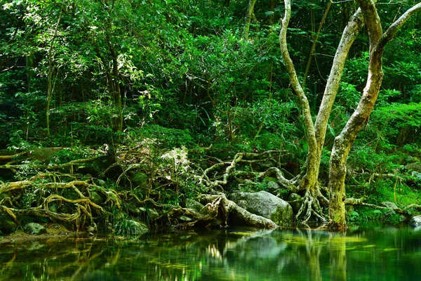 Ζούγκλα — Φωτογραφία Αρχείου