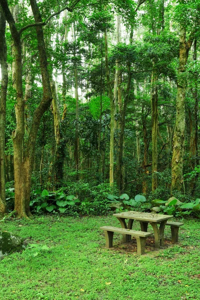 Место для пикника в лесу — стоковое фото