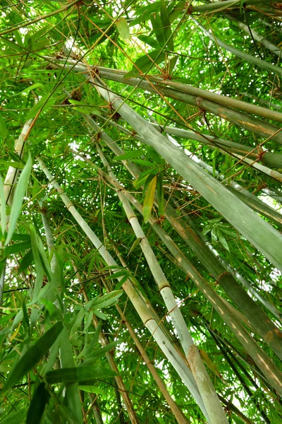 Foresta di bambù — Foto Stock