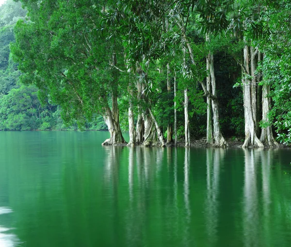 Träd på vatten — Stockfoto