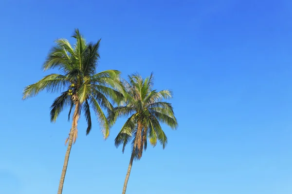Dva kokosové strom a modrá obloha s textem prostor — Stock fotografie