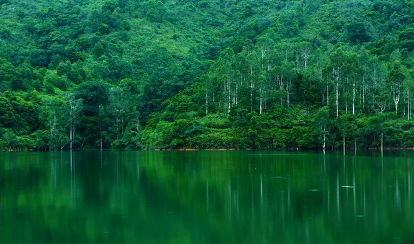 Sjön med träd — Stockfoto