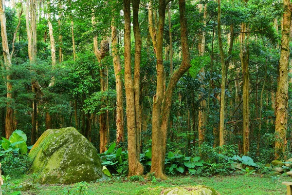 Hutan Hijau — Stok Foto