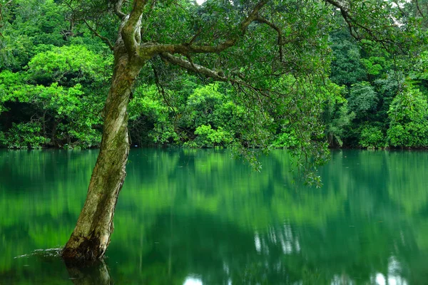 Träd på vatten — Stockfoto