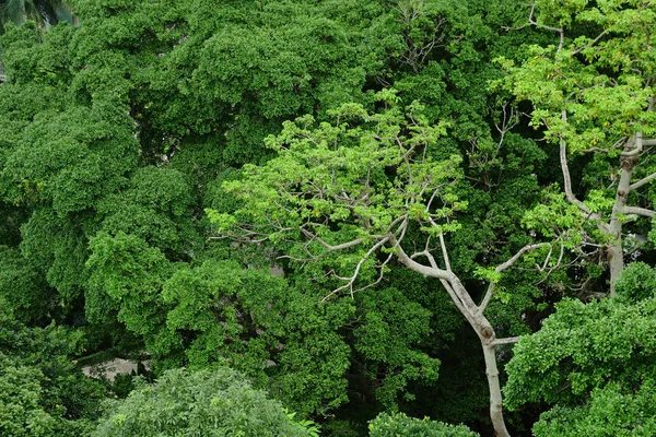 Widok lasu z wysokiej — Zdjęcie stockowe