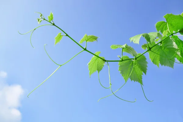 stock image Vine leaves and tendrils with blue sky background