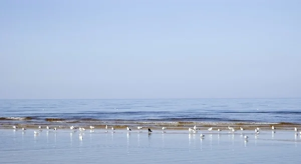 Baltık Denizi kıyılarında üzerinde martı — Stok fotoğraf