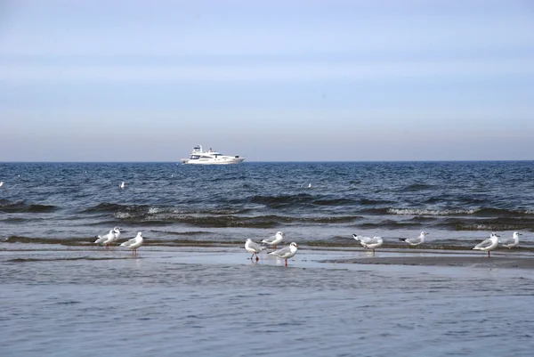 Łotwa, Jürmala. Seagulls na wybrzeże — Zdjęcie stockowe