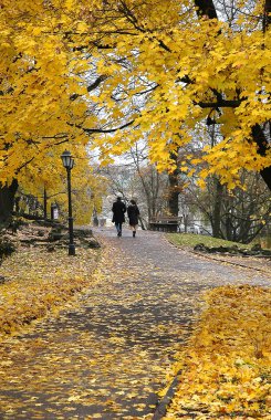 Ağaçlardaki sarı yapraklar ve parktaki cadde