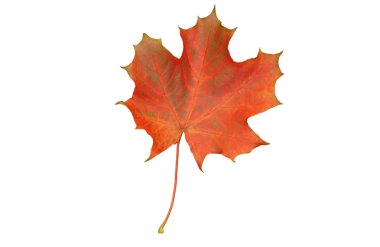 Sheet of a maple of the red colour clipart