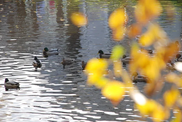 stock image Ducks on a pond