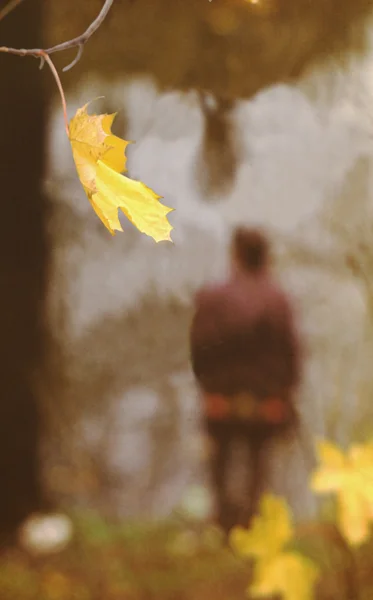 Herfst. Vliegende blad van een esdoorn — Stockfoto
