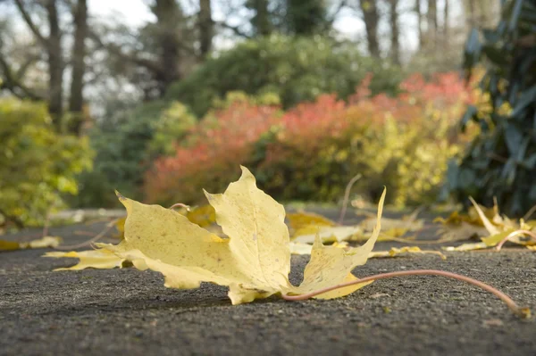 Maple leaf on the earth against autumn — Stock Photo, Image