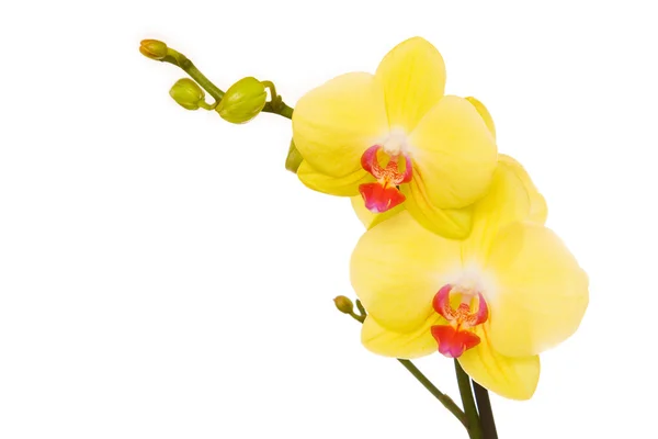 Vacker gul orkidé Stockbild
