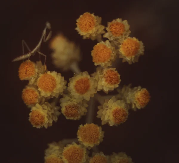 stock image Small inflorescence with a tiny grasshop